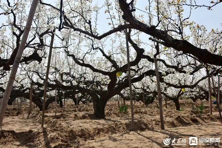 梨树种植前景与利润_致富经梨树_与梨树相关致富经