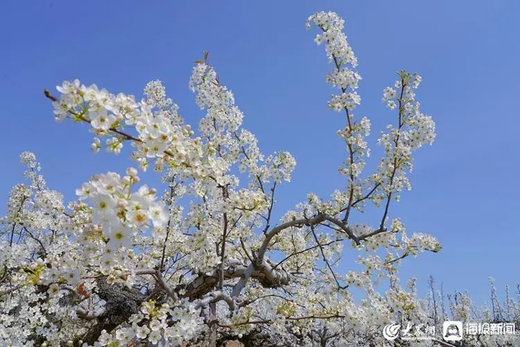 与梨树相关致富经_致富经梨树_梨树种植前景与利润