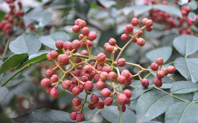 花椒树栽培技术