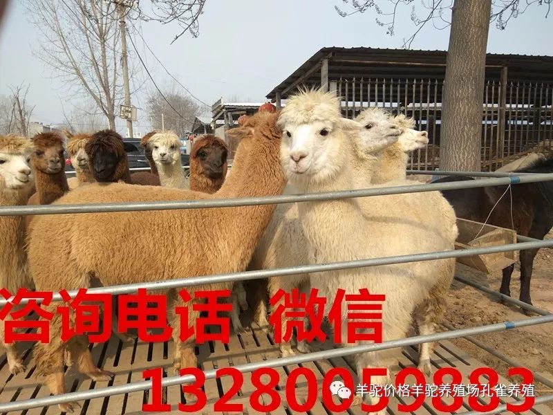 关于羊驼养殖技术_养殖羊驼靠什么赚钱_养殖羊驼技术视频