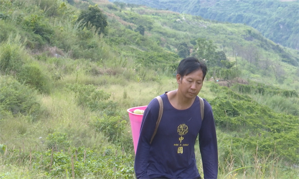 致富种植什么比较赚大钱_致富种植视频全集_种植致富首选