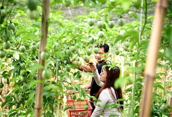 致富种植什么比较赚大钱_致富种植视频全集_种植致富首选