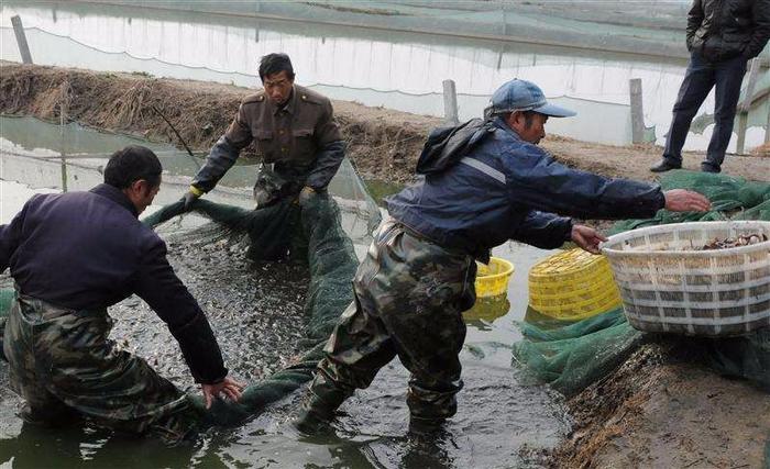 泥鳅养殖利润高但风险也大，新手投资更需谨慎