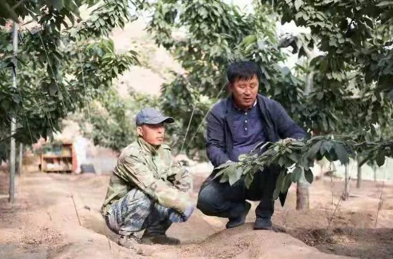 铁岭主要农作物_铁岭种什么农作物_铁岭农业种植致富