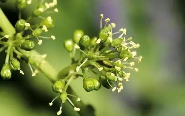 宝石种植葡萄蓝技术要点_葡萄蓝宝石种植技术_宝石蓝葡萄苗