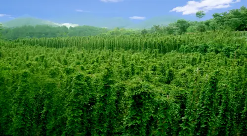 豆山药种植农村技术研究_农村山药豆种植技术_山药豆的种植技术