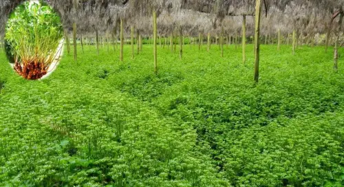 农村山药豆种植技术_豆山药种植农村技术研究_山药豆的种植技术