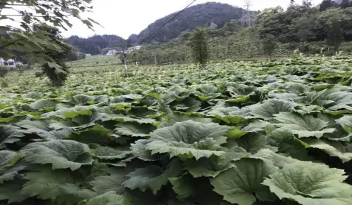 山药豆的种植技术_豆山药种植农村技术研究_农村山药豆种植技术