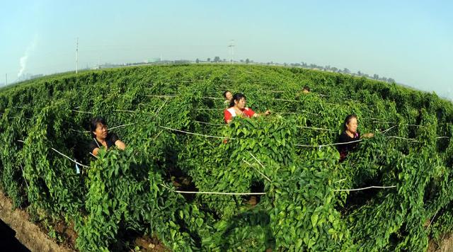 介绍一款好吃的野菜“山药豆”，造型虽然不起眼，但营养却十足！