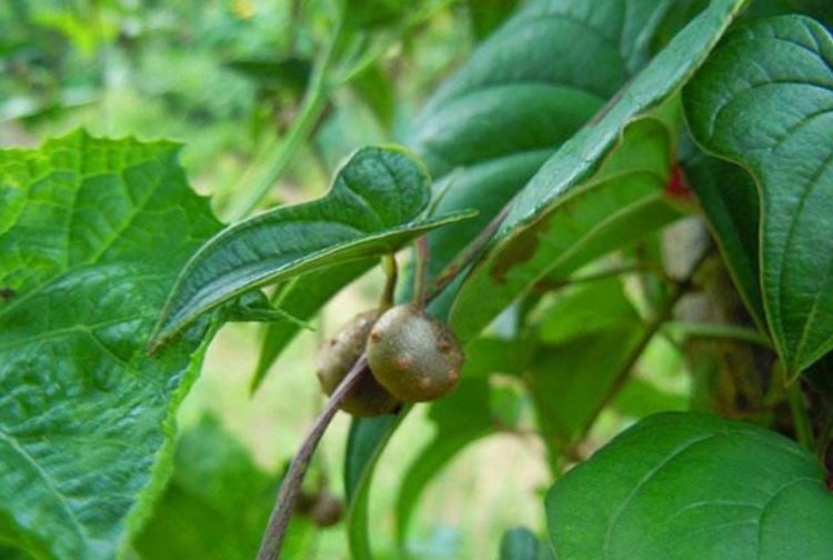 农村山药豆种植技术_豆山药种植农村技术与管理_山药豆的种植技术