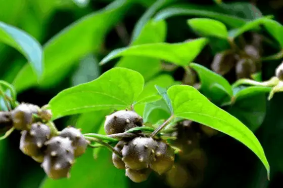 豆山药种植农村技术研究_豆山药种植农村技术视频_农村山药豆种植技术