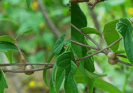 豆山药种植农村技术研究_农村山药豆种植技术_豆山药种植农村技术视频