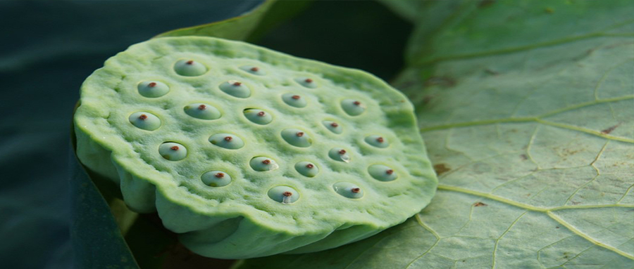 莲藕种植技术有哪些