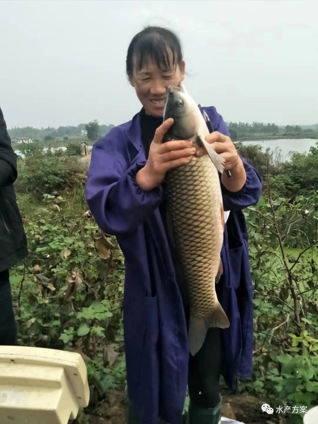 花鲢养殖基地_花鲢养殖高产技术_水产花鲢养殖技术