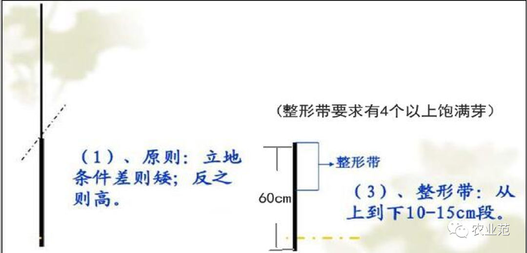 养殖天牛技术要求_养殖天牛技术视频_天牛养殖技术