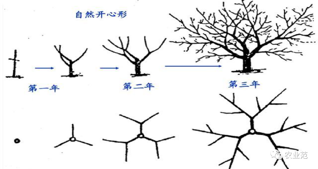 养殖天牛技术视频_天牛养殖技术_养殖天牛技术要求