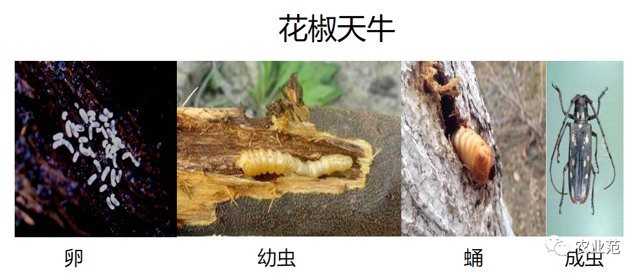 天牛养殖技术_养殖天牛技术视频_养殖天牛技术要求