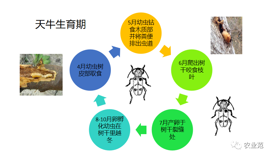 天牛养殖技术_养殖天牛技术视频_养殖天牛技术要求