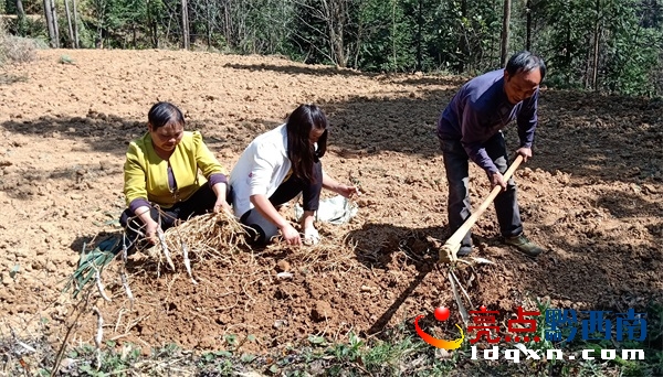 兴义市乌沙镇种植折耳根促进村民增收