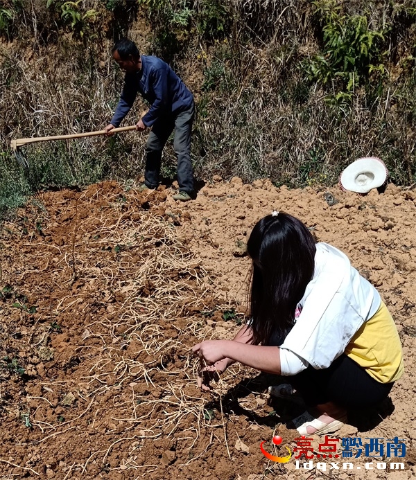 如何种植拆耳根_怎么种植折耳根视频_折耳根种植方法与技术