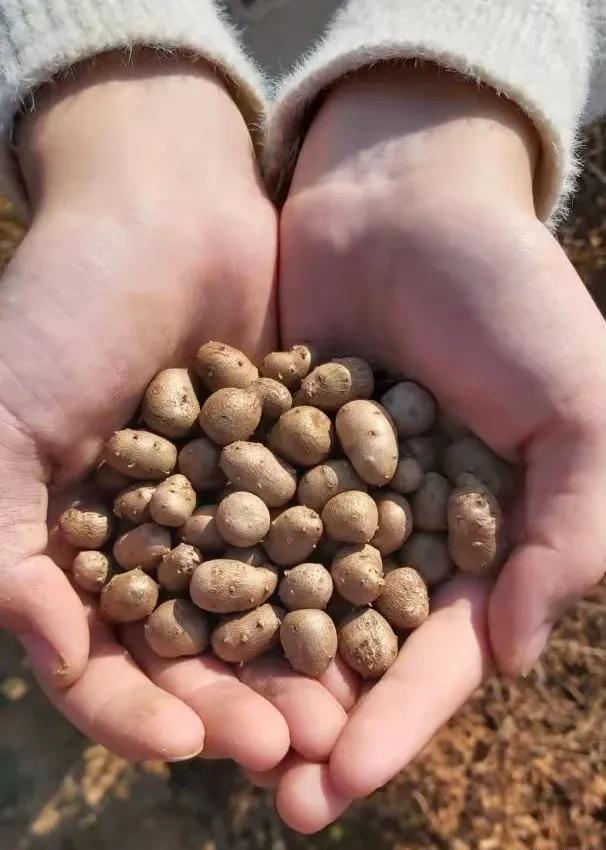 豆山药种植农村技术视频_山药豆的种植方法视频豆_农村山药豆种植技术