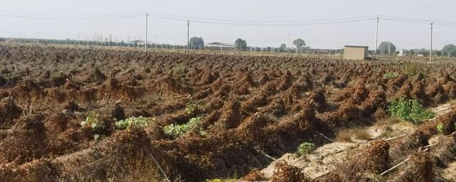 山药豆的种植方法视频豆_豆山药种植农村技术视频_农村山药豆种植技术