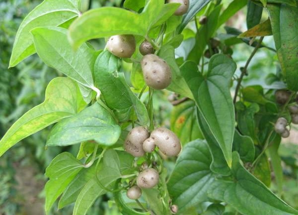 农村山药豆种植技术_豆山药种植农村技术研究_豆山药种植农村技术视频