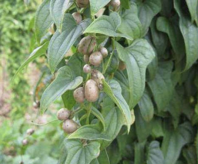 豆山药种植农村技术视频_农村山药豆种植技术_豆山药种植农村技术与管理