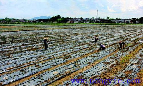 韭菜栽培技术要点 韭菜种植和管理的方法