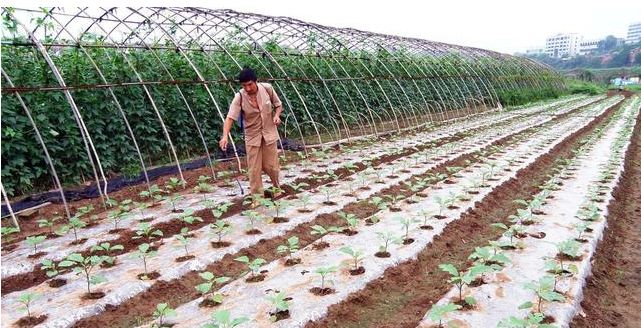 蔬菜养殖致富吗_致富养殖蔬菜视频_养蔬菜赚钱