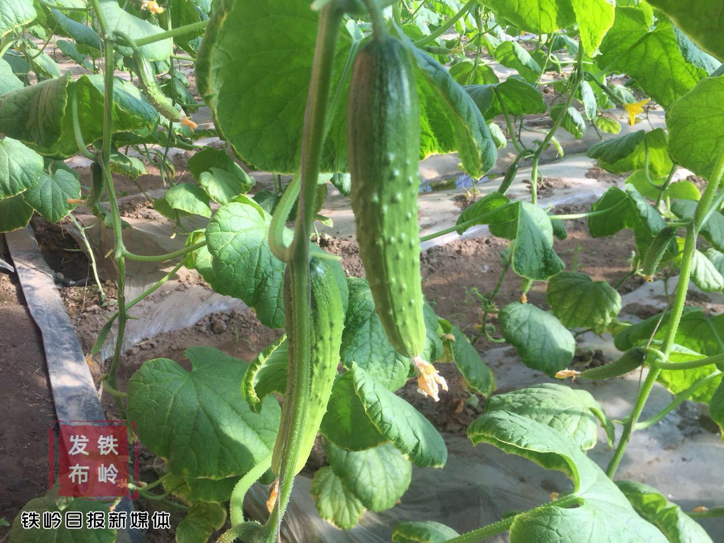 铁岭农业种植致富_铁岭种什么农作物_铁岭适合种植什么药材