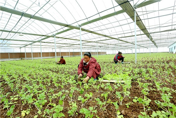 榜样致富养殖肉鸽视频_致富经肉鸽养殖创业_养殖肉鸽致富榜样