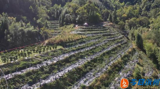 种黑老虎发财是骗局_种黑老虎可以致富吗_种植黑老虎致富