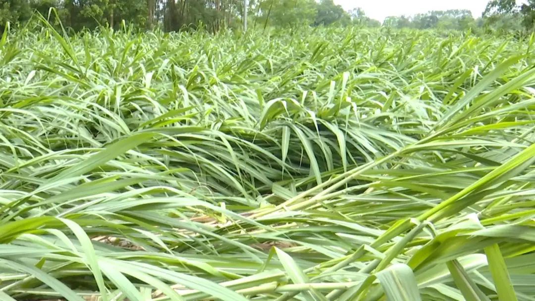 糖蔗种植技术_糖蔗高产种植关键技术_糖蔗栽培技术