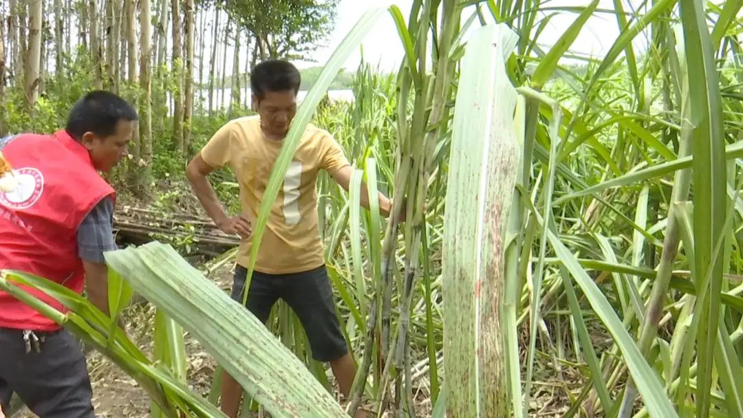 糖蔗种植技术_糖蔗栽培技术_糖蔗高产种植关键技术