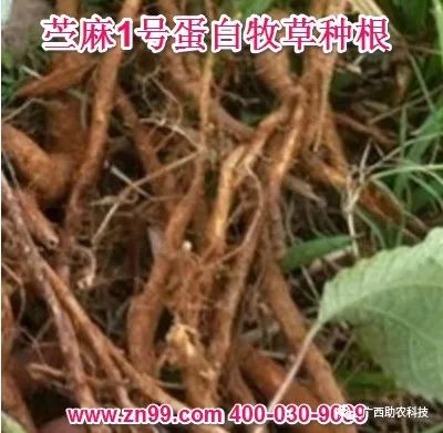 种植技术糖蔗的优缺点_糖蔗栽培技术_糖蔗种植技术