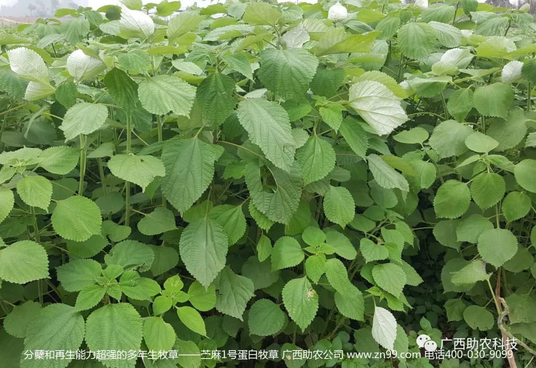 糖蔗种植技术_糖蔗栽培技术_种植技术糖蔗的优缺点