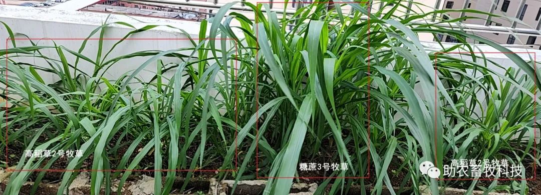 糖蔗高产栽培技术_糖蔗种植技术_种植技术糖蔗的优缺点