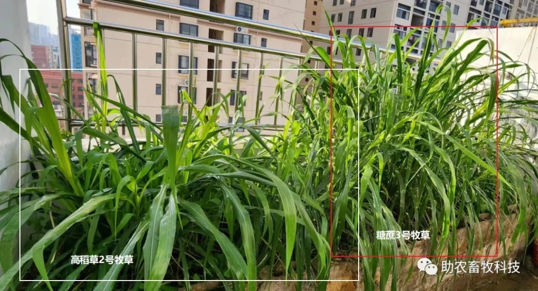 糖蔗高产栽培技术_糖蔗种植技术_种植技术糖蔗的优缺点