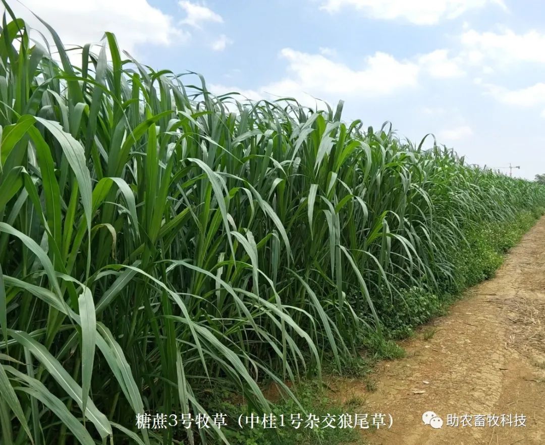 种植技术糖蔗的优缺点_糖蔗种植技术_糖蔗高产栽培技术