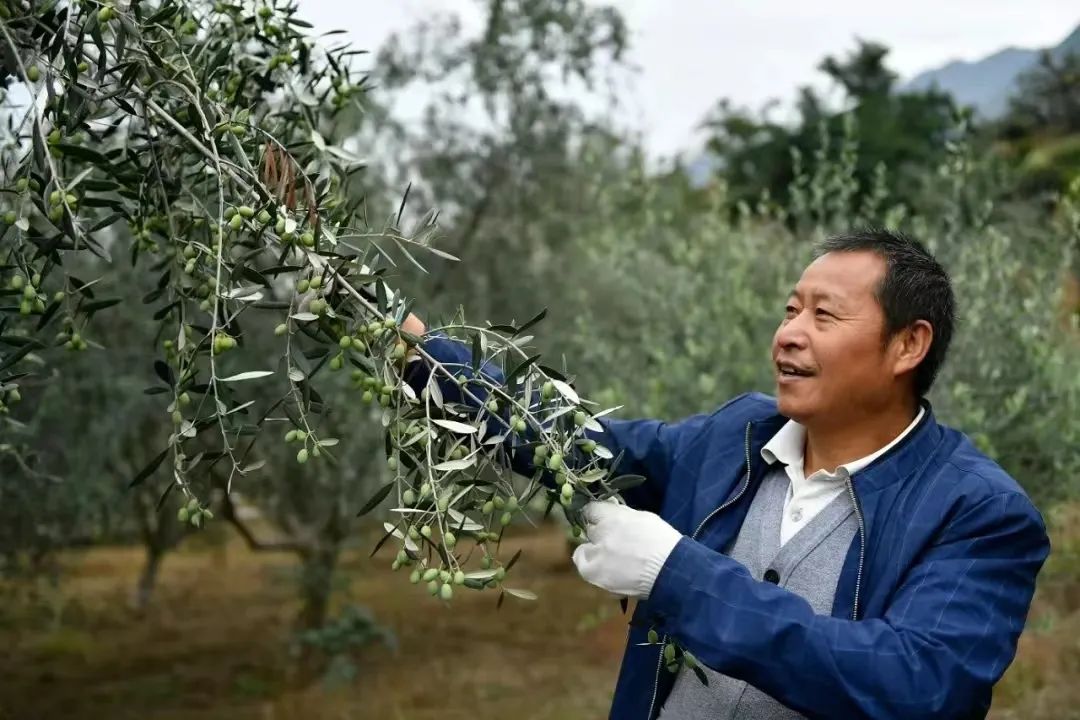 椪柑甜吗_种植甜柑榄致富_独脚柑可以人工种植吗