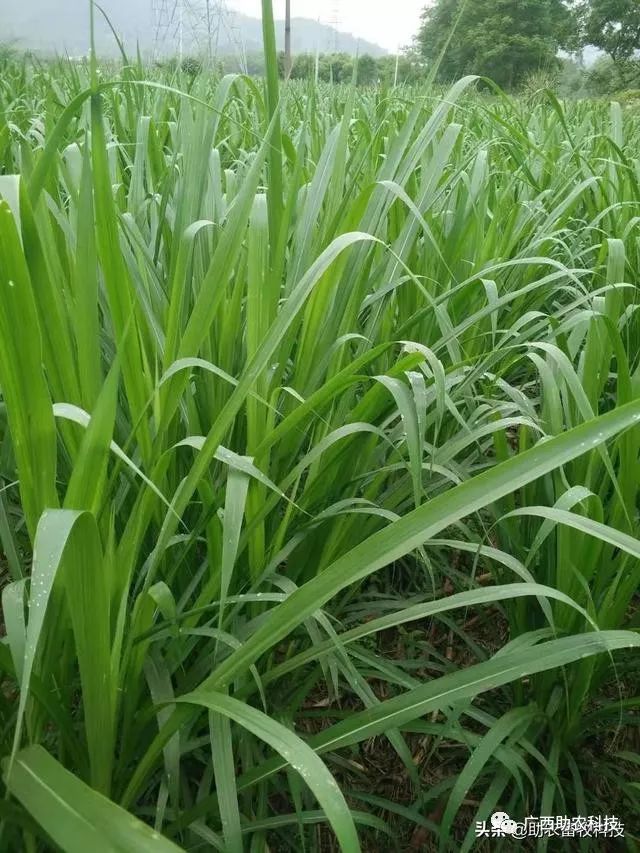 糖蔗种植技术_糖蔗高产种植关键技术_糖蔗栽培技术