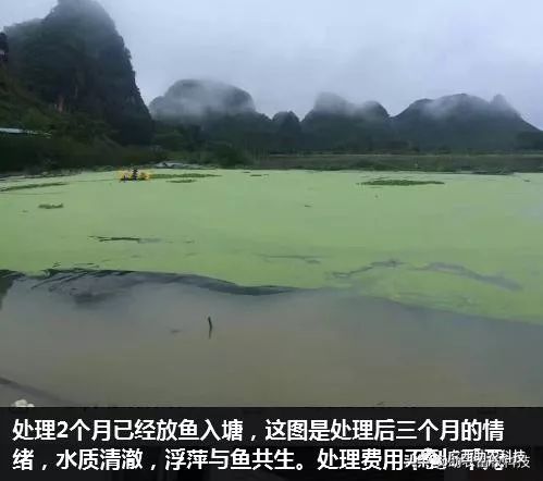 糖蔗高产种植关键技术_糖蔗栽培技术_糖蔗种植技术