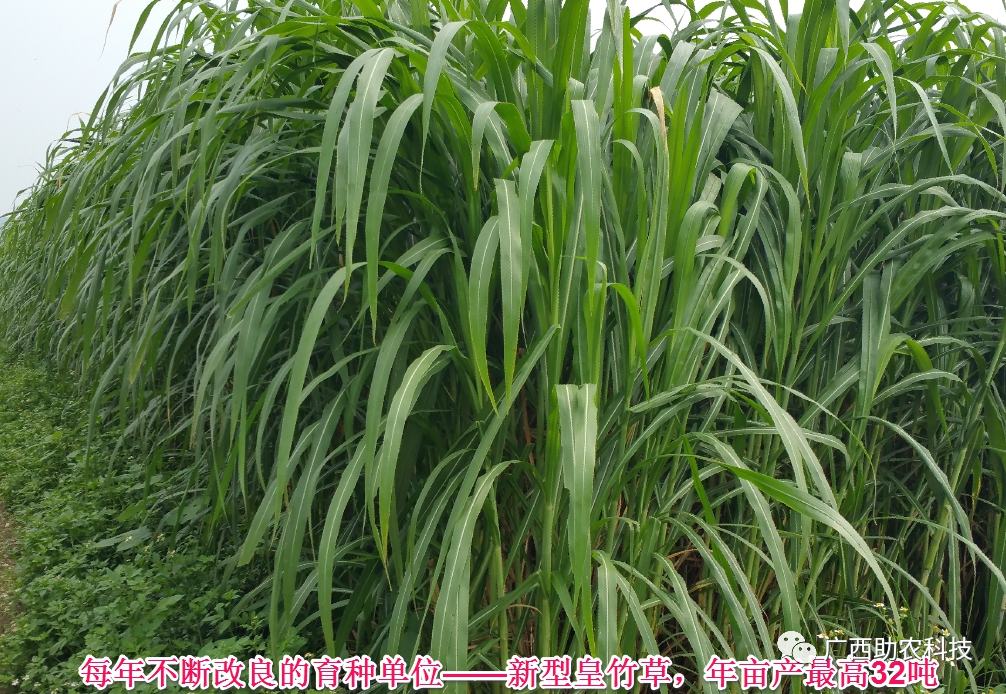 糖蔗种植技术_糖蔗高产种植关键技术_糖蔗高产栽培技术