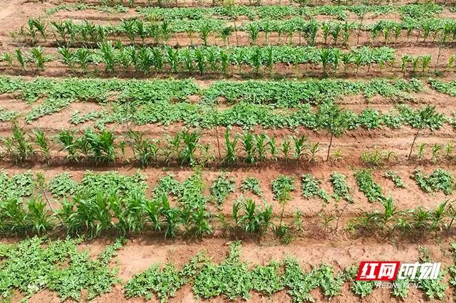 致富经种植亩收入过亿_种植岗梅致富吗_种植致富经