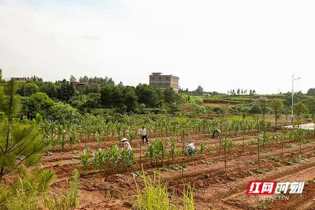 种植岗梅致富吗_致富经种植亩收入过亿_种植致富经