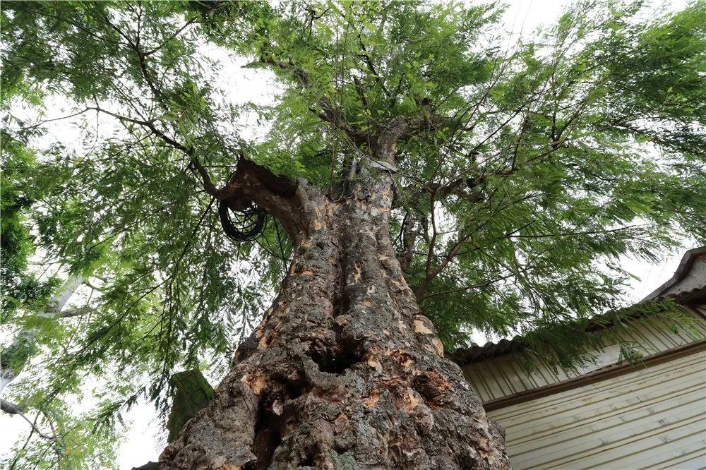 砂糖橘皇帝柑哪个甜_种植甜柑榄致富_宾川哪里种植椪柑