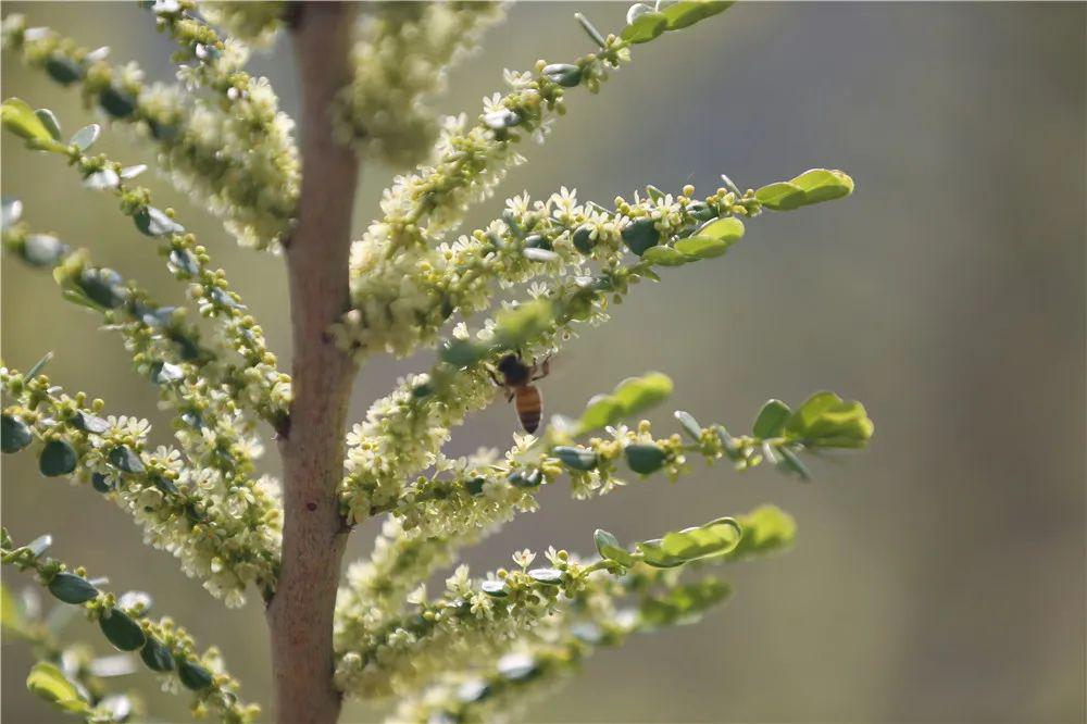 种植甜柑榄致富_砂糖橘皇帝柑哪个甜_宾川哪里种植椪柑