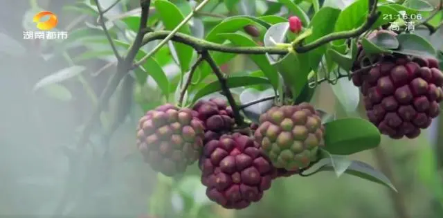 种黑老虎可以致富吗_种植黑老虎致富_种黑老虎发财是骗局