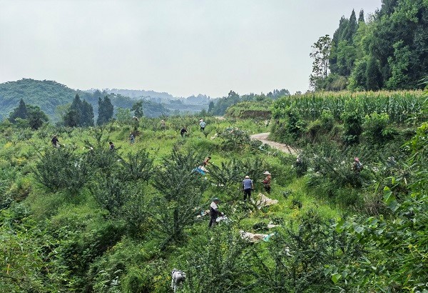 种植养殖致富_杨辉种植致富_种植致富经